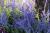 Blauraute 'Blue Spire' - Perovskia atriplicifolia 40 - 60 cm, 10 Liter Topf