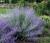 Blauraute 'Blue Spire' - Perovskia atriplicifolia 40 - 60 cm, 10 Liter Topf
