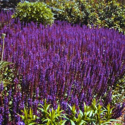 Salbei Salvia  - nemorosa 'Mainacht