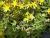Fetthenne Sedum  - floriferum 'Weihenstephener Gold'