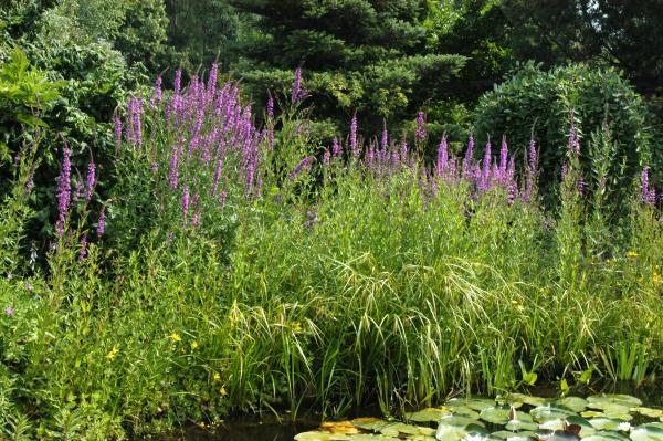 Blutweiderich Lythrum salicaria