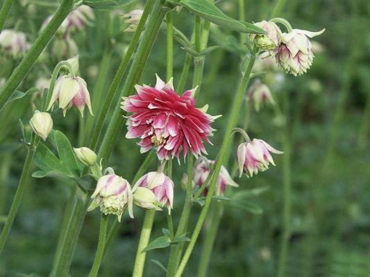 Akelei Aquilegia - vulgaris 'Nora Barlow'