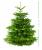 Weihnachtsbaum Nordmann  Premium Qualität - frisch geschlagen 165 - 190  cm