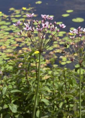 Blumenbinse Butomus umbellatus