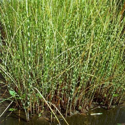 Zebrabinse Scirpus zebrinus