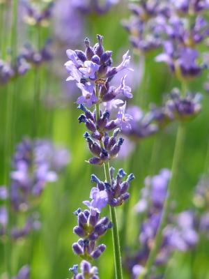 Lavendel Lavandula - angustifolia 'Dwarf Blue'
