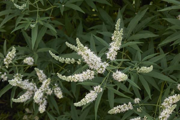 Mönchspfeffer, Keuschbaum weiß - Vitex agnus-castus latifolia alba