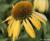 Sonnenhut Echinacea - purpurea 'Harvest Moon' ®