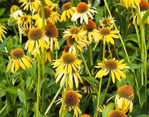 Sonnenhut Echinacea - purpurea 'Harvest Moon' ®