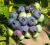 Heidelbeere Brigitta Vaccinium corymbosum