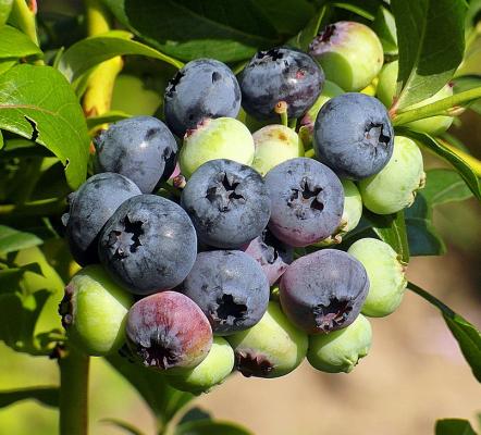 Heidelbeere 'Brigitta' Vaccinium corymbosum