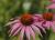 Sonnenhut Echinacea - purpurea 'Kim's Knee High' ®