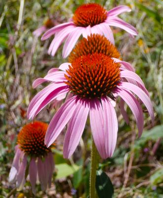 Sonnenhut Echinacea - purpurea 'Kim's Knee High' ®