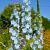 Rittersporn Delphinium  - Pacific 'Summer Skies'