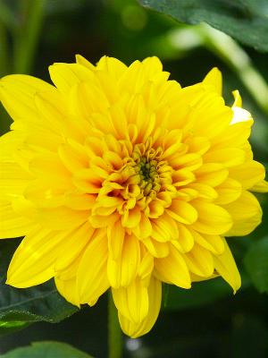 Sonnenblume Helianthus  - decapetalus 'Soleil d'Or'