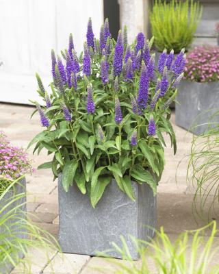 Ehrenpreis Veronica  - spicata 'Ulster Dwarf blue'