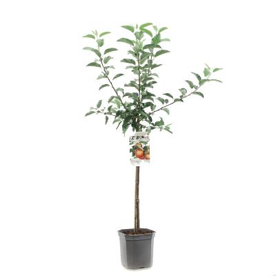 Apfelbaum Malus dom. Gala Baum