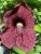 Pfeifenblumen,Pfeifenwinde - Aristolochia macrophylla