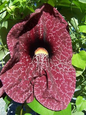 Pfeifenblumen,Pfeifenwinde - Aristolochia macrophylla