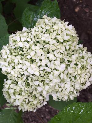 Hortensie Annabelle® - Bauernhortensie