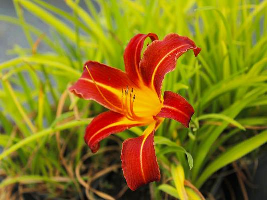 Taglilie Hemerocallis - x cultorum Autumnale Red