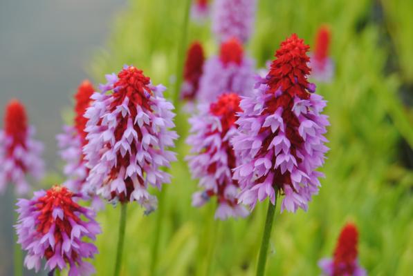 Orchideenprimel,violett Primula vialii