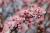 Blutpflaume 'Nigra' Prunus cerasifera Strauch 75 - 100 cm, 7,5 Liter