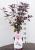 Blutpflaume 'Nigra' Prunus cerasifera Strauch 75 - 100 cm, 7,5 Liter
