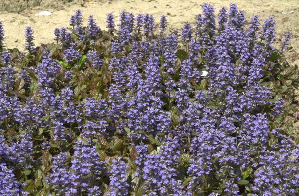 Günsel Ajuga - reptans 'Atropurpurea'