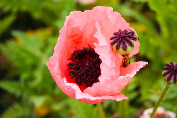 Mohn Papaver  - orientale 'Prin. Victoria Louise'