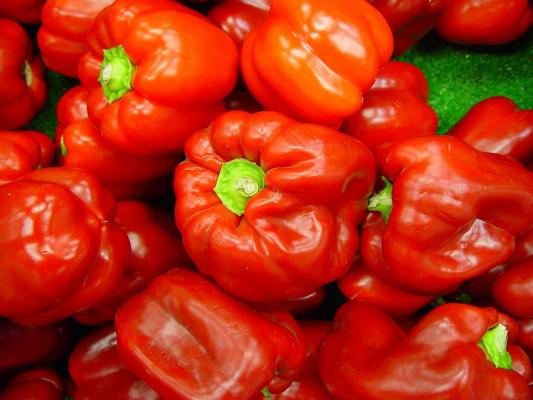 Rote Paprika im 9 cm Topf