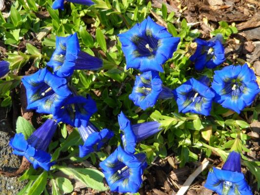 Gebirgs-Enzian  Gentiana  - dahurica