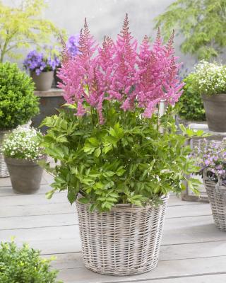 Prachtspiere Astilbe  - chinensis 'Visions in Pink'