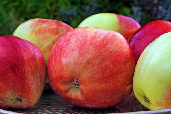 Apfelbaum 'Gravenstein' Malus Baum