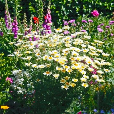 Silberkamille Anthemis - tinctoria 'Sauce Hollandaise'