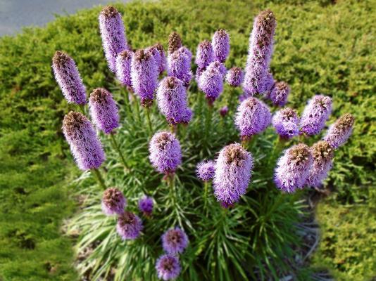 Prachtscharte Liatris - spicata 'Kobold'