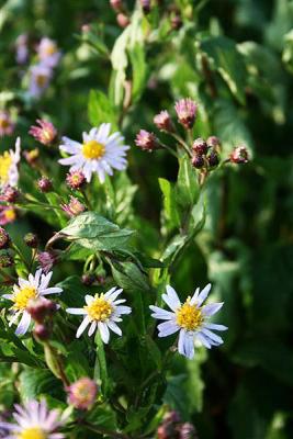 Aster - ageratoides 'Asran'