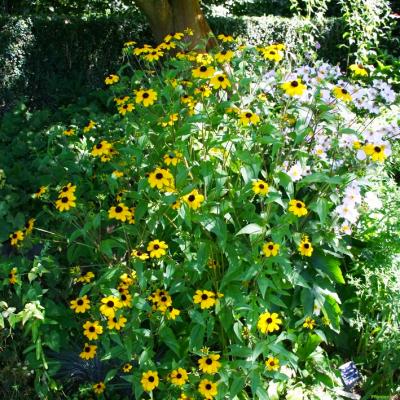 Sonnenhut Rudbeckia  - triloba