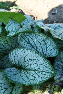 Kaukasus-Vergißmeinnicht  - macrophylla Jack Frost ®