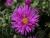 Kissen-Aster - dumosus 'Bahamas'