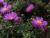 Kissen-Aster - dumosus Bahamas