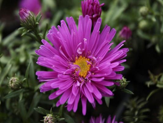 Kissen-Aster - dumosus 'Bahamas'