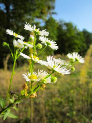 Feinstrahlaster Erigeron - speciosus 'Grandiflora'