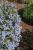 Blaue Säckelblume - Ceanothus delilianus