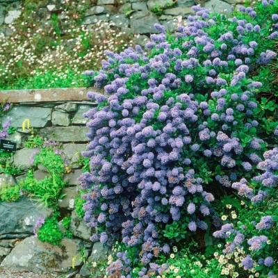 Blaue Säckelblume - Ceanothus delilianus