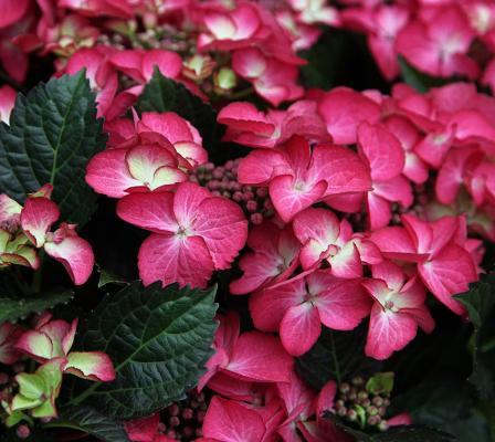 Bauern-Hortensie 'Dark Angel'