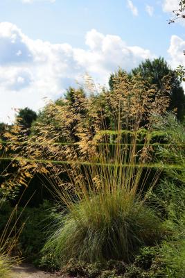 Stipa ( Federgras ) - gigantea