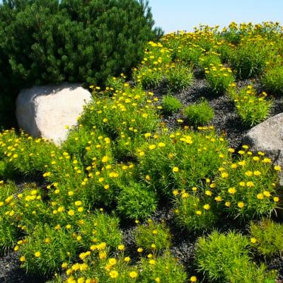 Zwergalant Inula  - ensifolia