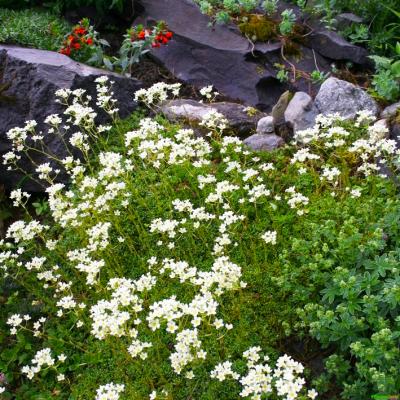 Steinbrech Saxifraga  - aizoon