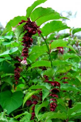 Schöne Leycesterie Karamelbeere - Leycesteria formosa